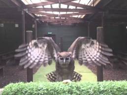 Milky eagle owl in slow motion
